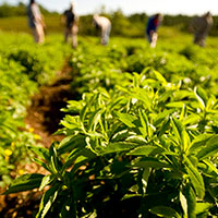 Stevia Planting Base