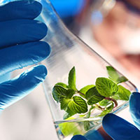 SW Stevia Extract RESEARCH AND DEVELOPMENT