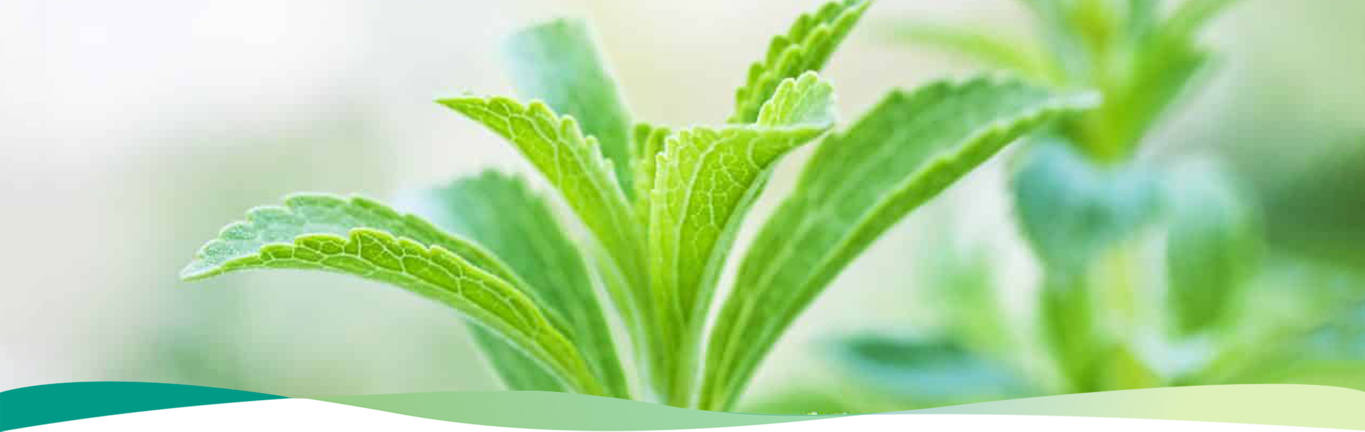 SW Stevia Extract photo-3