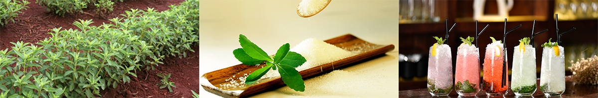 SW Stevia Extract, Stevia Manufacture,Stevia RM2.png